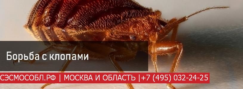 В диване живут клопы и блохи задача